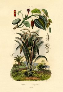 サンドボックスツリー、1833-39